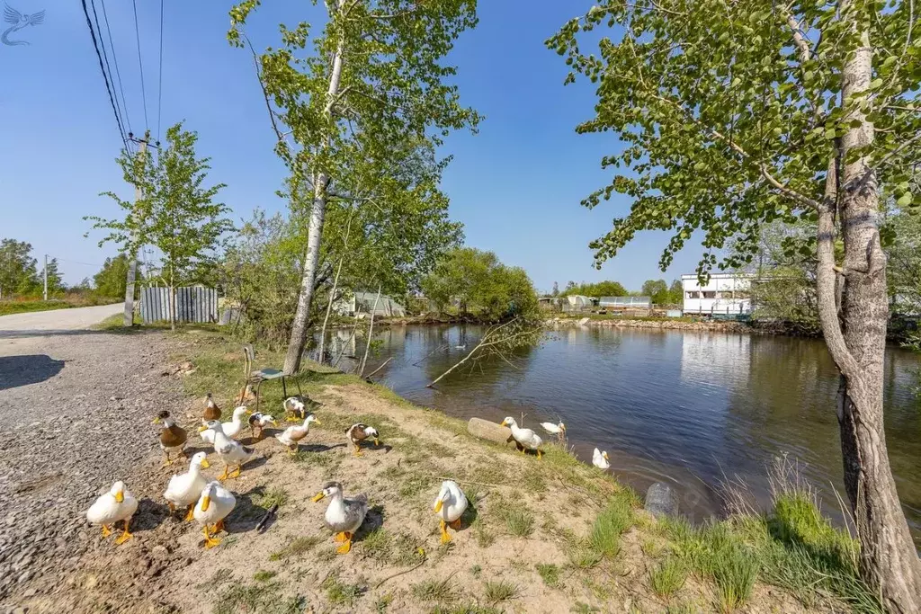 Участок в Хабаровский край, Хабаровск Надежда СТ, 324 (6.0 сот.) - Фото 1