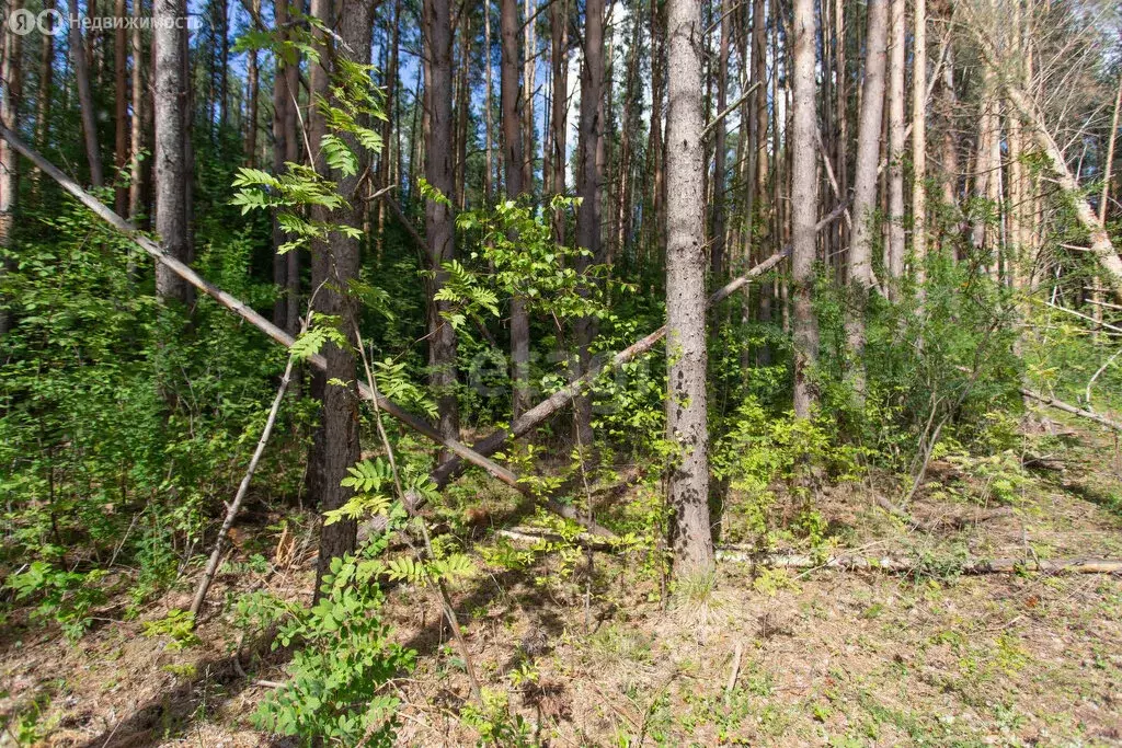 Участок в Тобольск, микрорайон Усадьба (10 м) - Фото 1