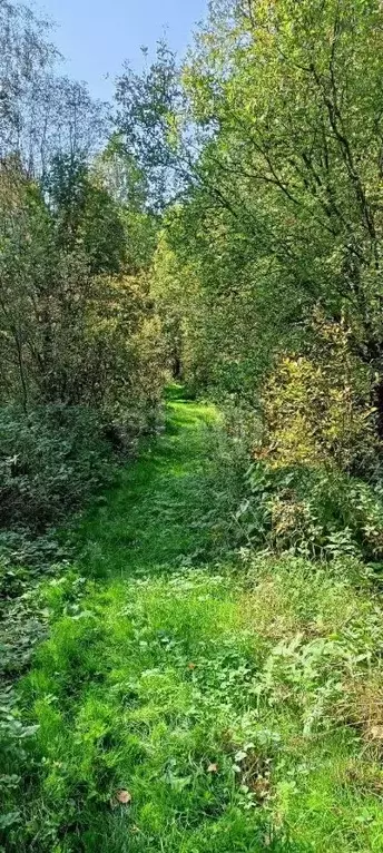 Участок в Вологодская область, Шекснинский муниципальный округ, д. ... - Фото 2