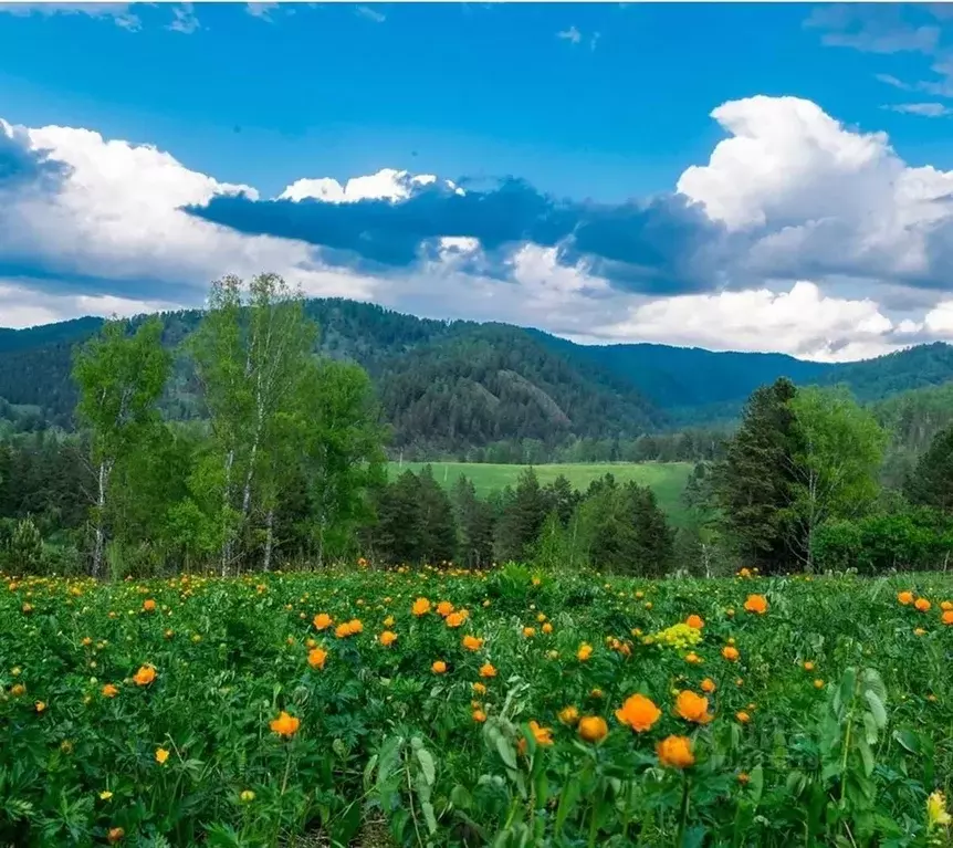 Участок в Алтай, Шебалинский район, с. Барагаш  (30.0 сот.) - Фото 1
