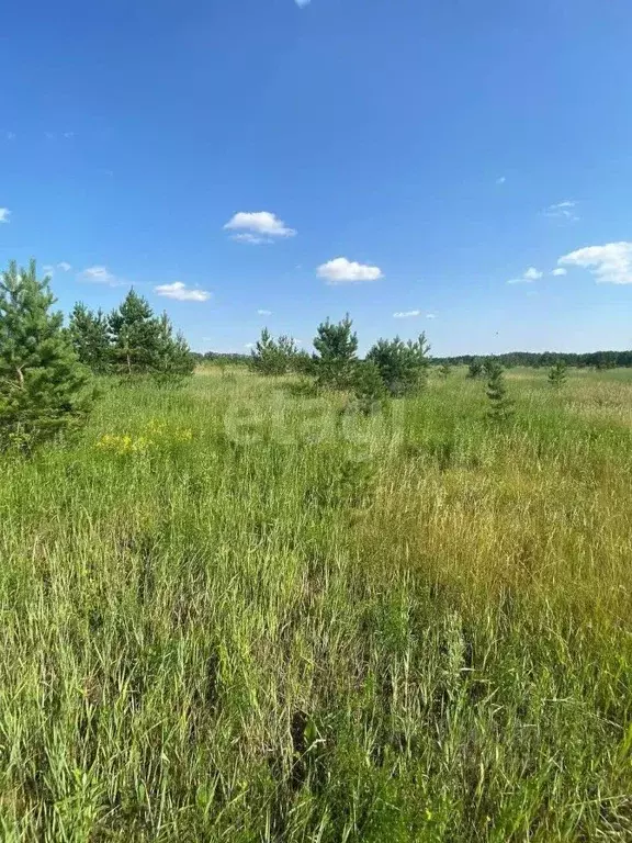 Участок в Челябинская область, Сосновский район, с. Кременкуль  (15.9 ... - Фото 1