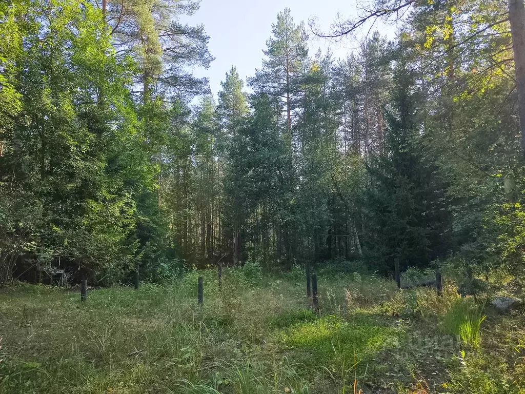 Участок в Ленинградская область, Приозерский район, Сосновское с/пос, ... - Фото 1