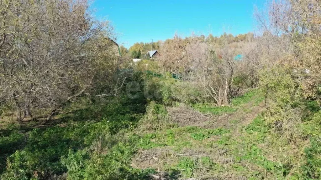 Участок в Алтайский край, Красногорский район, пос. Долина Свободы ул. ... - Фото 1