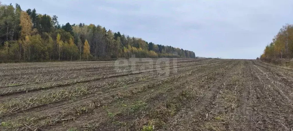 Участок в Брянская область, Брянский район, Добрунское с/пос, д. ... - Фото 2