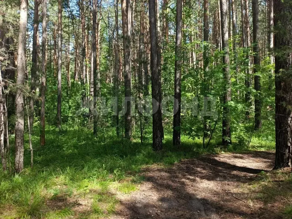 Участок в Новосибирская область, Новосибирский район, Кудряшовский дп ... - Фото 2
