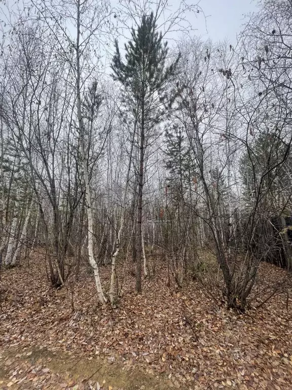 Участок в Саха (Якутия), с. Пригородный  (9.1 сот.) - Фото 1