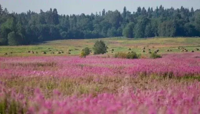 Участок в Ленинградская область, Ломоносовский район, Лопухинское ... - Фото 2