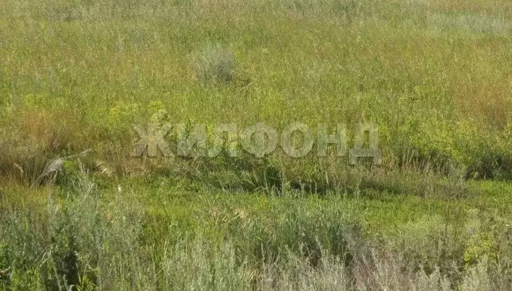 Участок в Новосибирская область, Новосибирский район, Кубовинский ... - Фото 0