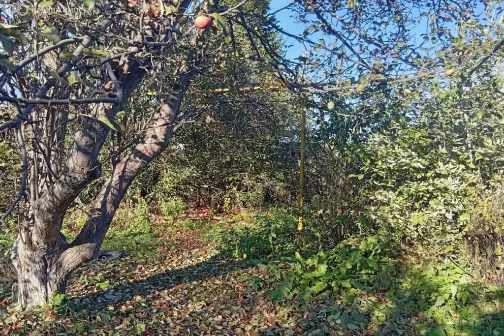 Дом в Сосновское, улица Кирова, 24 (50 м) - Фото 2