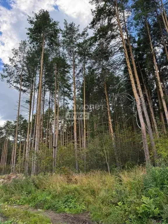 Участок в Свердловская область, Сысерть Сосновый Бор мкр,  (10.0 сот.) - Фото 1