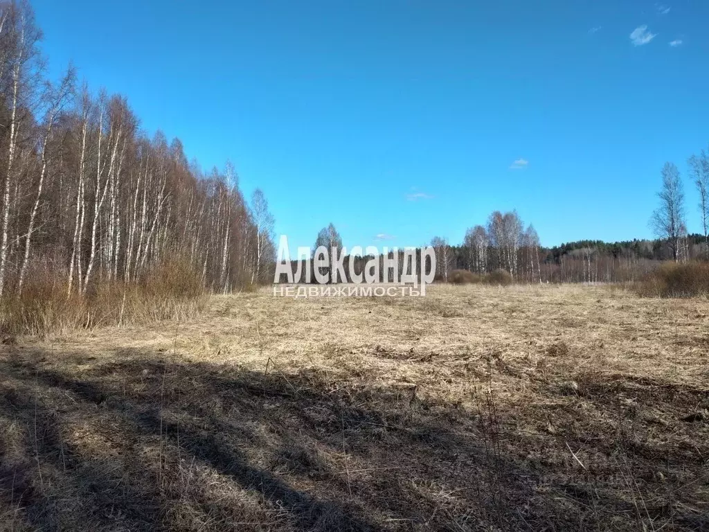 Участок в Ленинградская область, Приозерский район, Ромашкинское ... - Фото 0