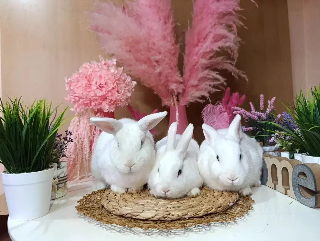 Дом в Ставропольский край, Кисловодск ул. Еськова, 9 (45 м) - Фото 1