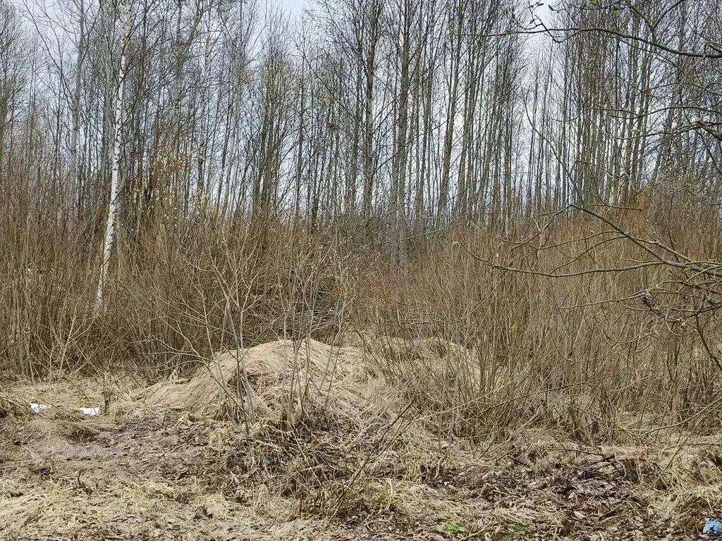Участок в Московская область, Талдомский городской округ, д. Кишкиниха ... - Фото 1