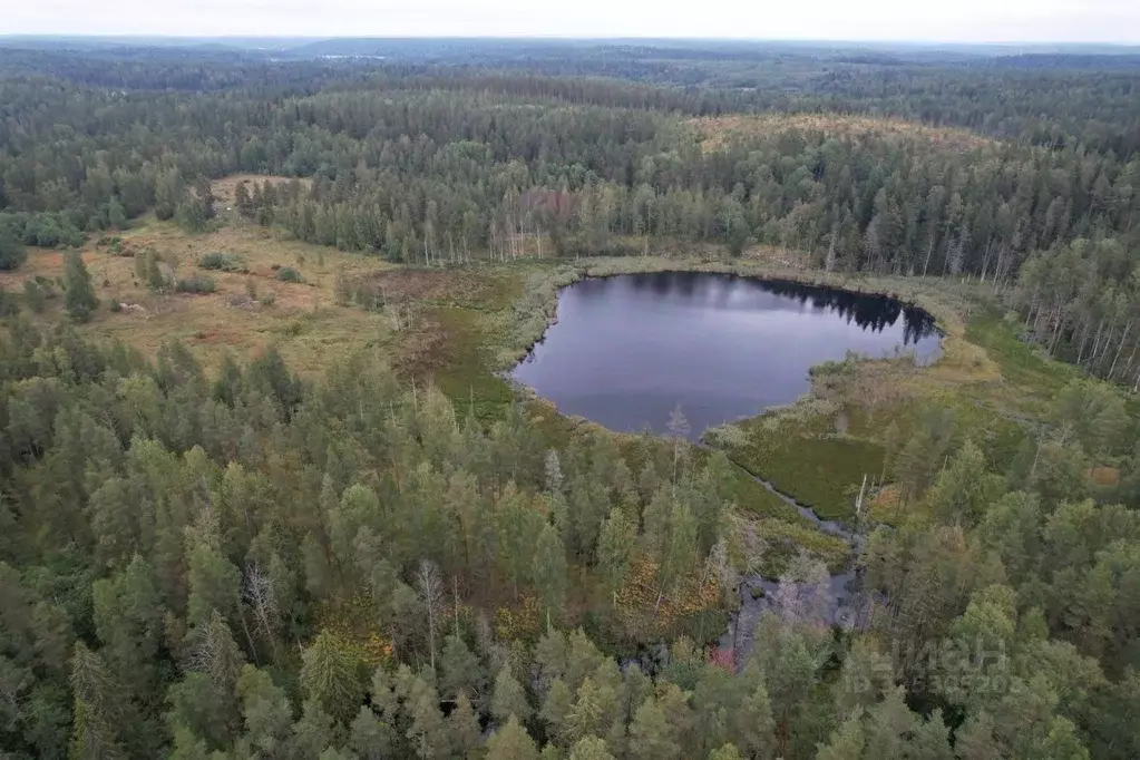 Участок в Карелия, Лахденпохский муниципальный округ, пос. Кортела  ... - Фото 2