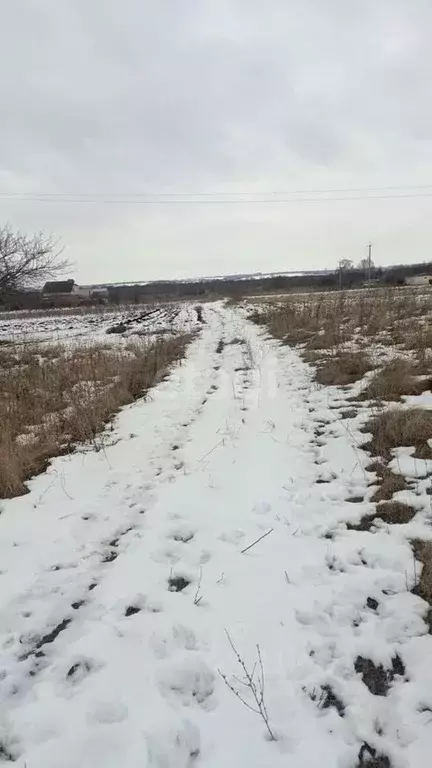 Участок в Курская область, Курский район, Камышинский сельсовет, д. ... - Фото 0