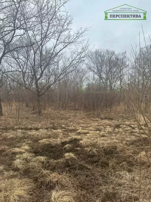 Участок в Приморский край, Артемовский городской округ, с. Ясное ул. ... - Фото 2