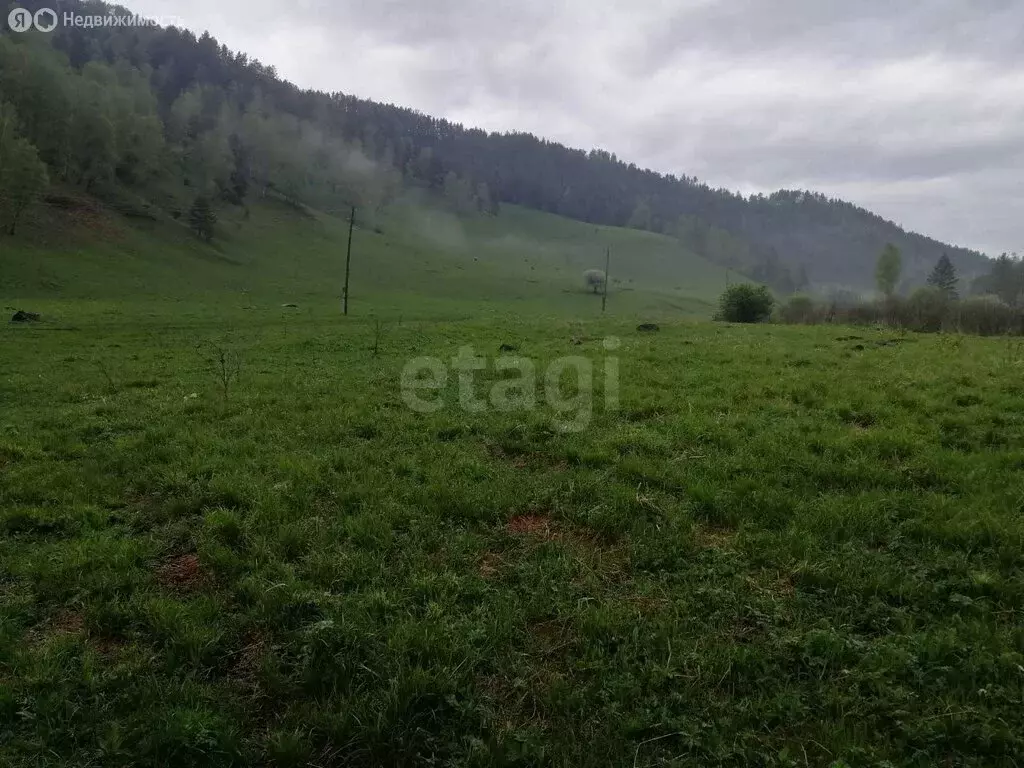 Участок в Чемальский район, Узнезинское сельское поселение, село ... - Фото 1