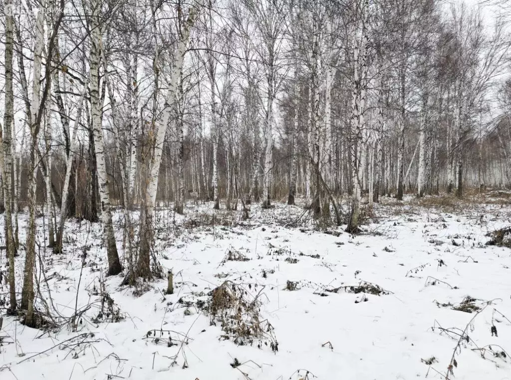 Участок в Нижнетавдинский район, СТ Фортуна (6.7 м) - Фото 0