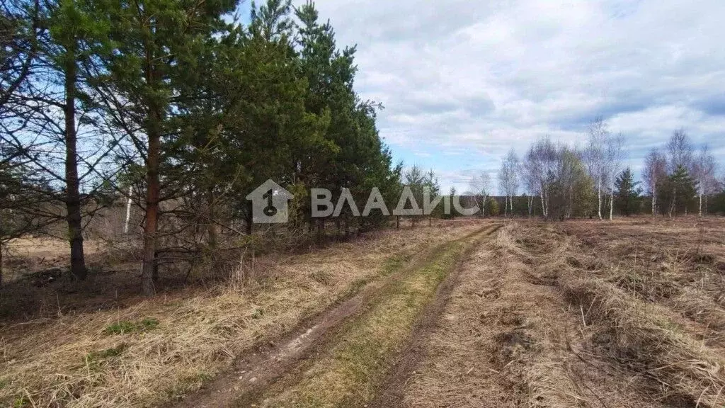 Участок в Владимирская область, Суздальский район, Селецкое ... - Фото 1