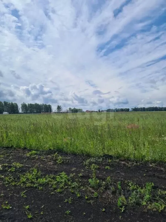 Участок в Мордовия, Лямбирский район, Берсеневское с/пос, Альтерра кп  ... - Фото 2