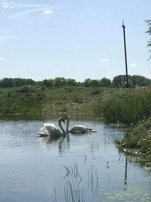 Участок в село Камышеваха, улица Коммунаров, 11 (70 м) - Фото 2