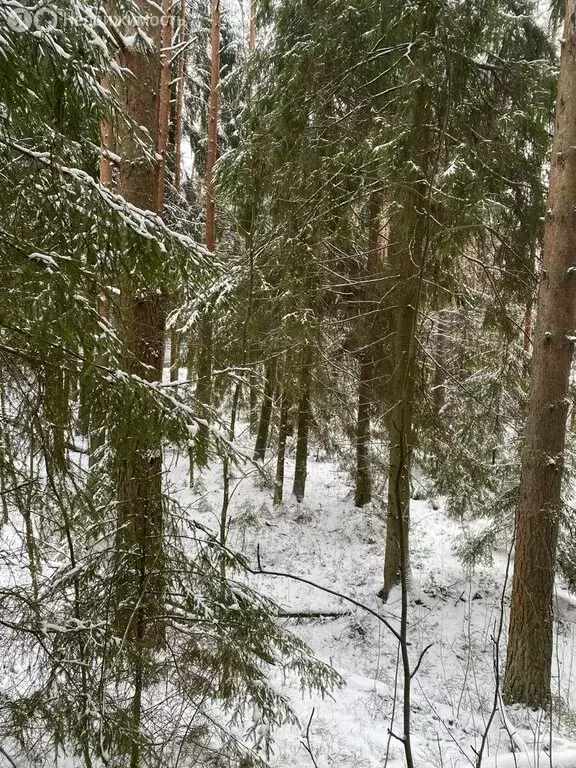 Участок в городской посёлок Токсово, Кольцевая улица, 6Б (13.57 м) - Фото 1