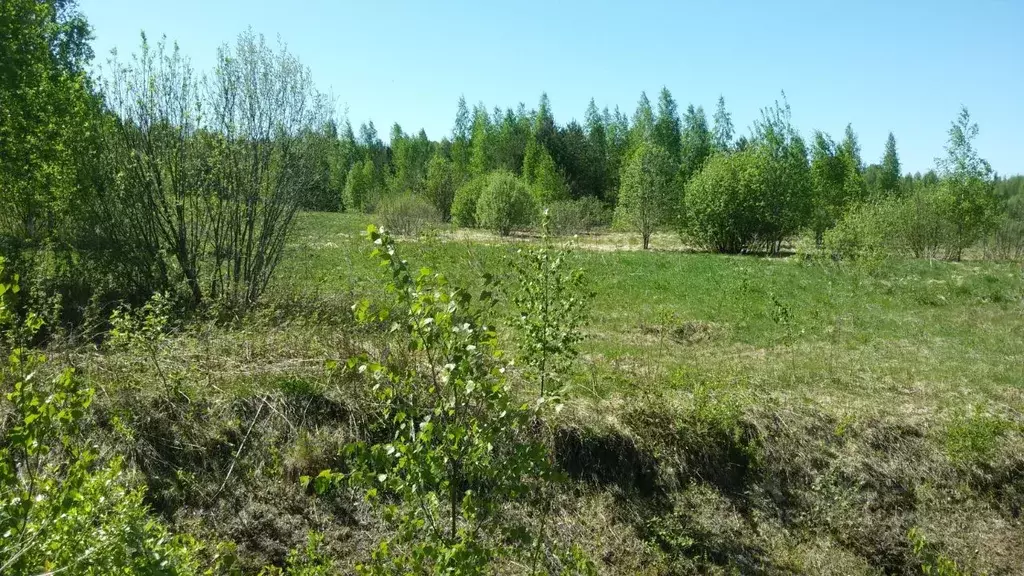 Участок в Новгородская область, Новгородский район, Бронницкое с/пос, ... - Фото 1