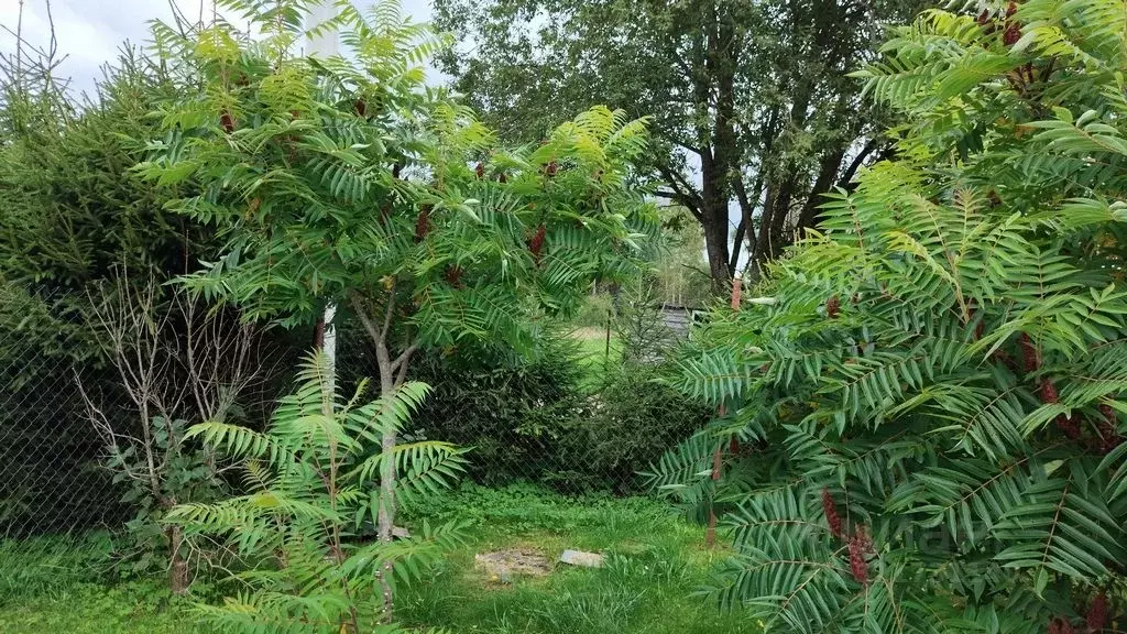 Дом в Псковская область, Порховский муниципальный округ, д. Хилово ... - Фото 2