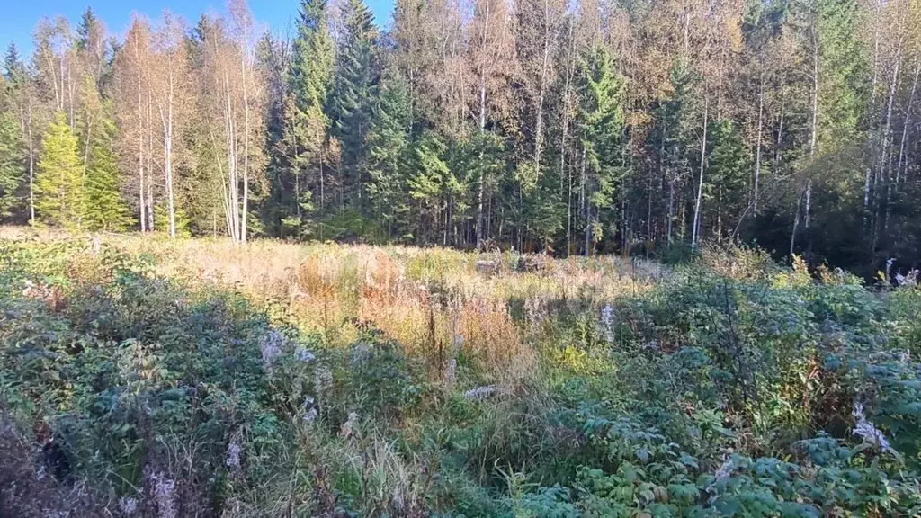 Участок в Ленинградская область, Выборгский район, Рощинское городское ... - Фото 0