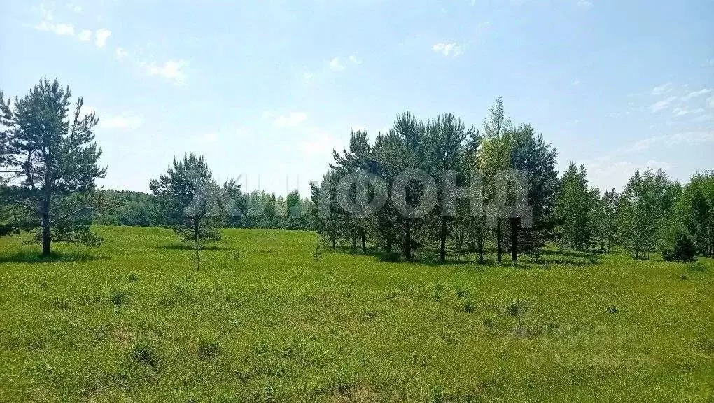 Участок в Новосибирская область, Новосибирский район, Кубовинский ... - Фото 1