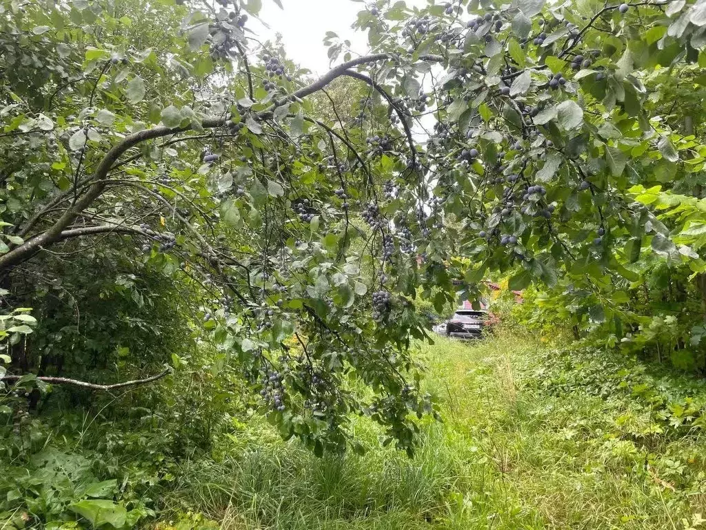 Участок в Вологодская область, Череповецкий район, с. Носовское  (18.0 ... - Фото 1