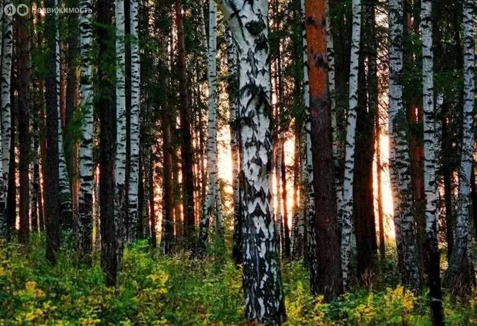 Участок в Томск, садовое товарищество Виктория (8.8 м) - Фото 0