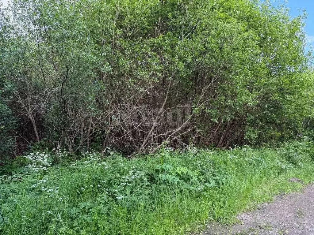 Участок в Вологодская область, Великоустюгский муниципальный округ, ... - Фото 1