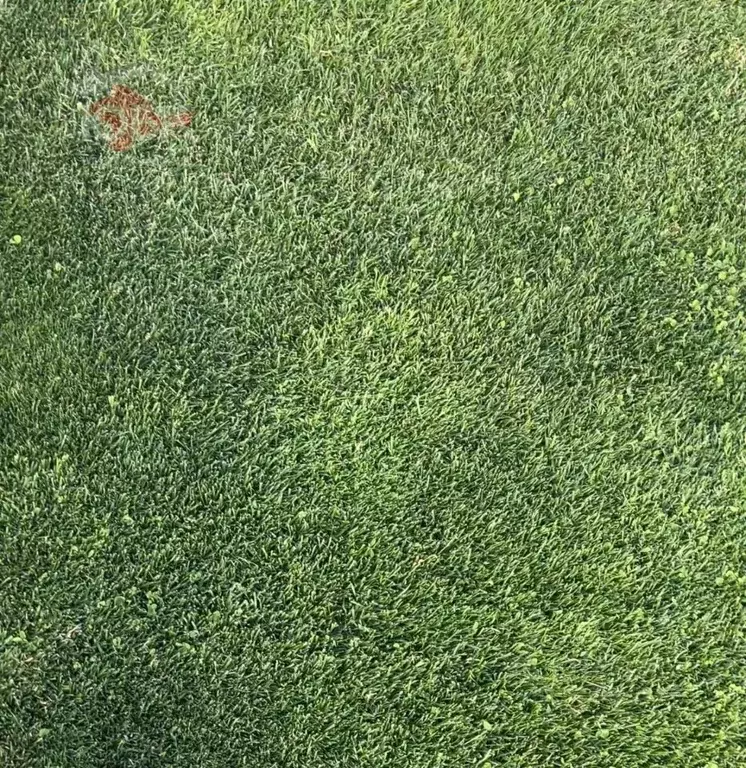 Участок в Крым, Сакский район, с. Штормовое  (6.0 сот.) - Фото 1