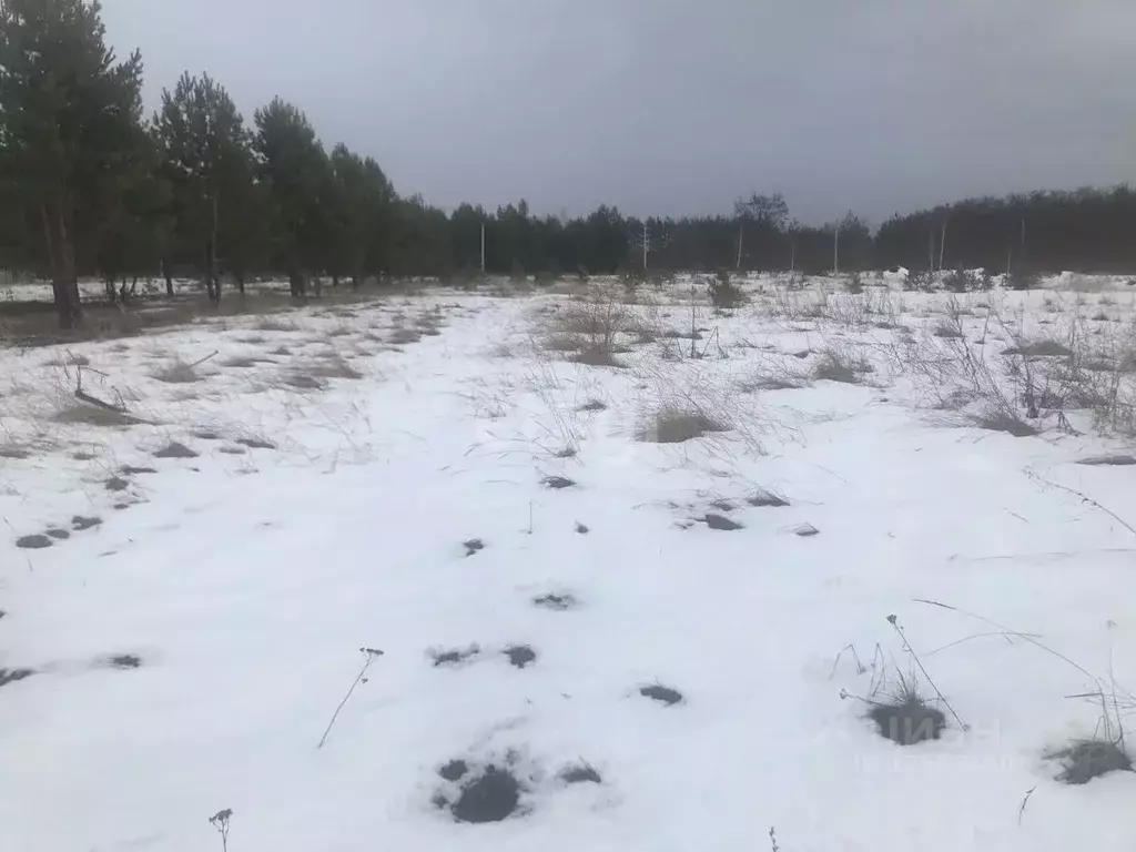 Участок в Воронежская область, Хохольский район, с. Гремячье Садовая ... - Фото 1