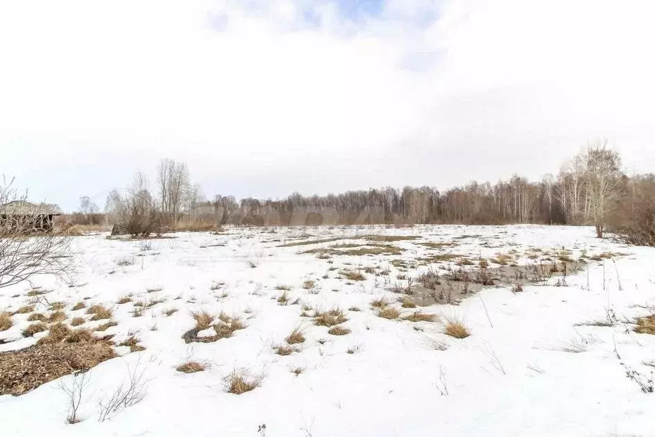 Участок в Нижнетавдинский район, деревня Калиновка (20 м) - Фото 0