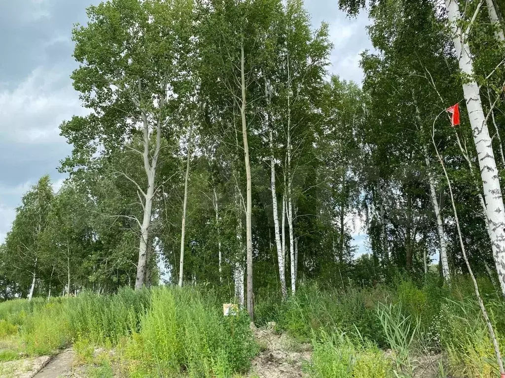 Участок 4 сот. (СНТ, ДНП) - Фото 1