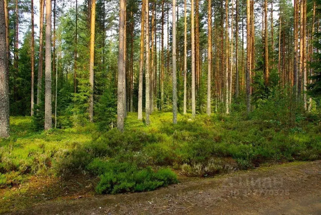 Участок в Ленинградская область, Выборгский район, Каменногорское ... - Фото 2