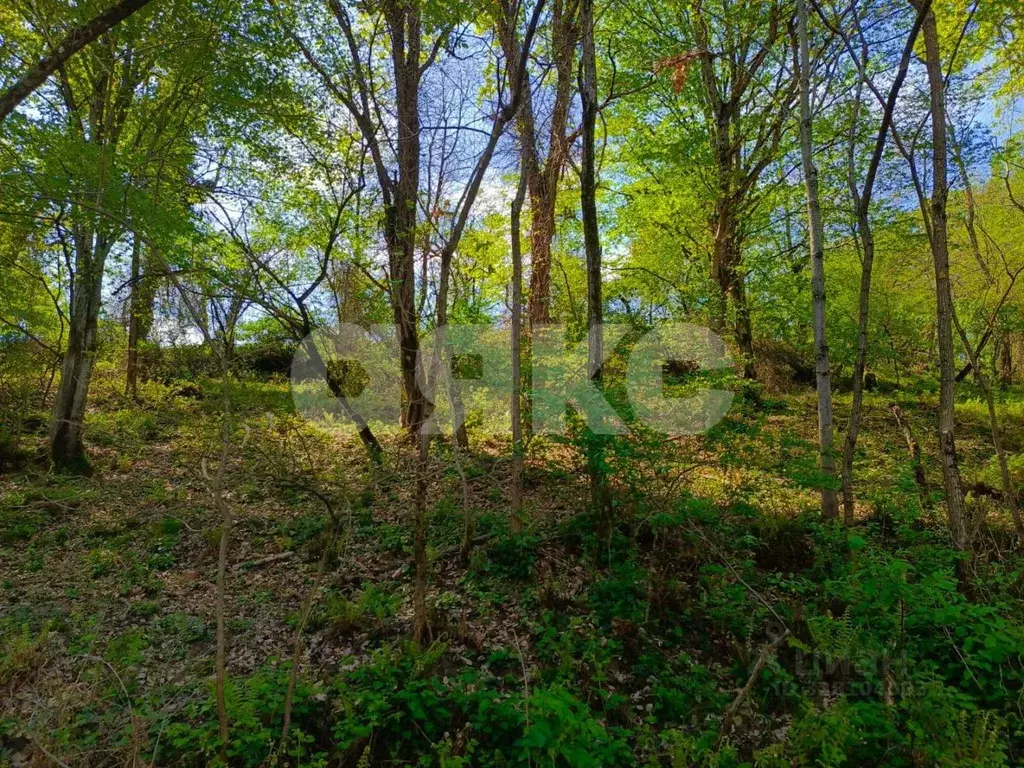 Участок в Краснодарский край, Сочи городской округ, с. Орел-Изумруд ... - Фото 2