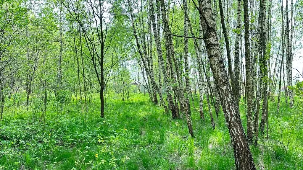 Участок в Ногинск, Староторбеевская улица, 46 (30 м) - Фото 1