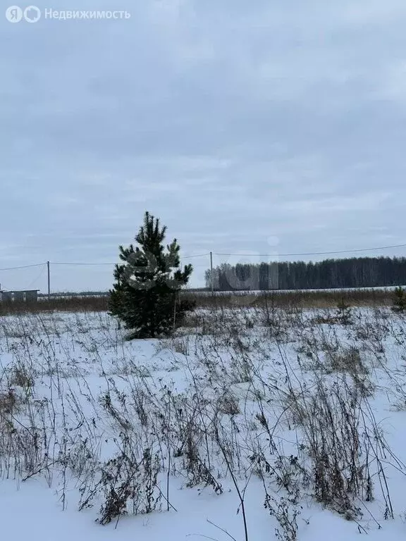Участок в Курганская область, Кетовский муниципальный округ, ... - Фото 1