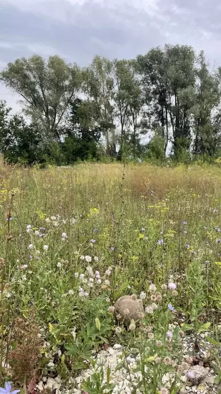 Участок в Татарстан, Лаишевский район, с. Егорьево ул. Кленовая (8.3 ... - Фото 2