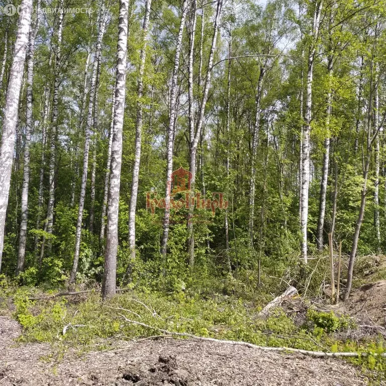 Участок в Дмитровский городской округ, деревня Кончинино (9.3 м) - Фото 1