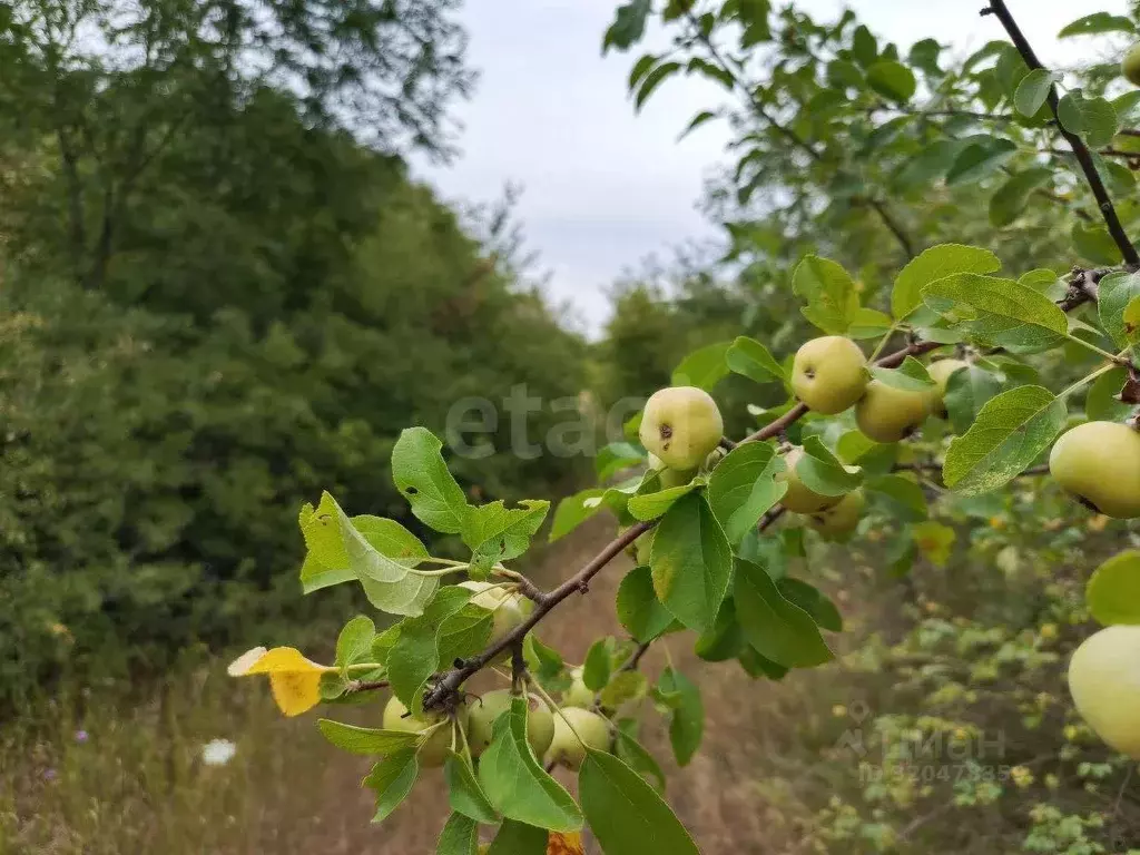 Участок в Крым, Кировский район, Старый Крым городское поселение пер. ... - Фото 0