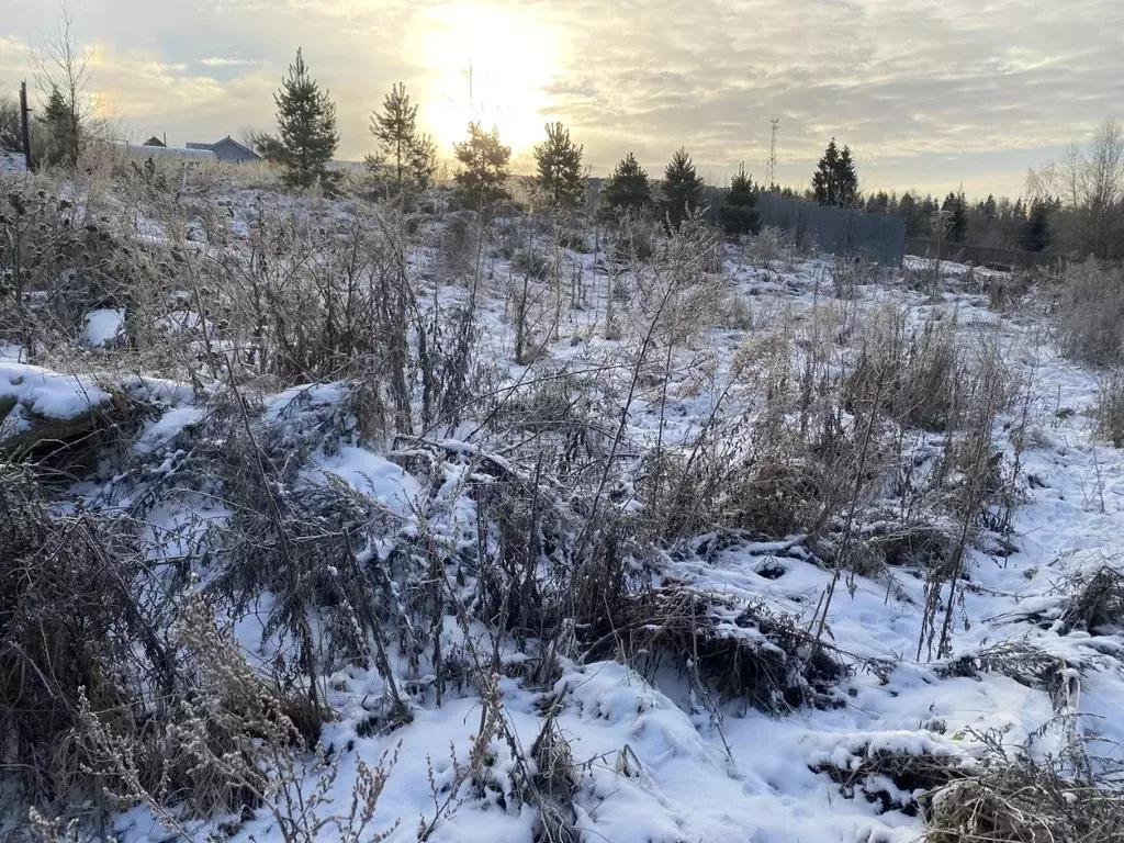Участок в Московская область, Пушкинский городской округ, Русь СНТ  ... - Фото 1