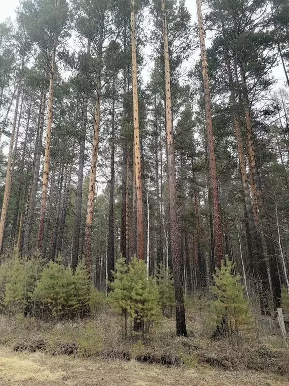 Участок 6 сот. (ИЖС) - Фото 1