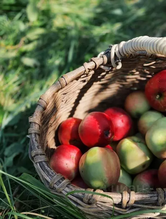 Участок в Тверская область, Калининский муниципальный округ, Турист СТ ... - Фото 2