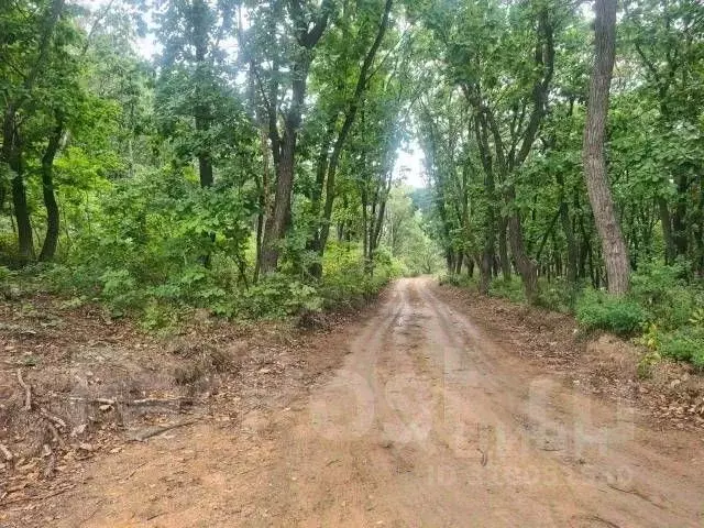 Участок в Приморский край, Партизанский муниципальный округ, Мыс ... - Фото 0