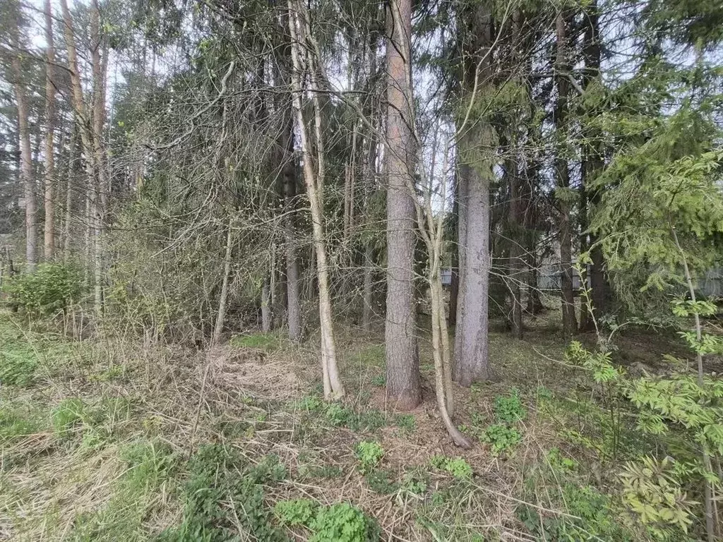 Участок в Ленинградская область, Всеволожский район, Токсовское ... - Фото 2