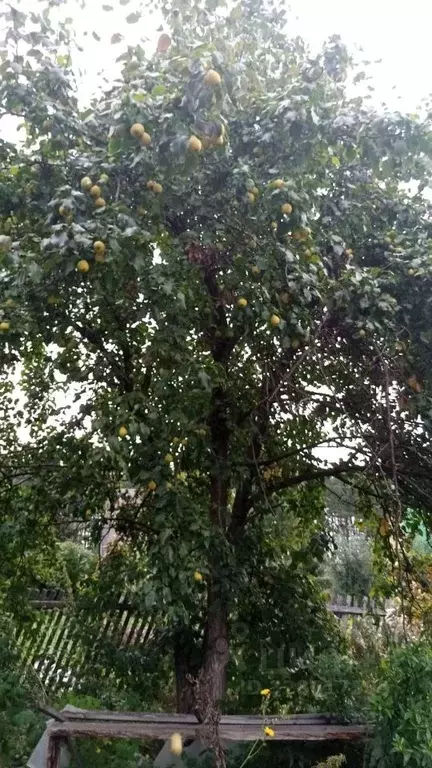 Дом в Кемеровская область, Кемерово Урожай СНТ,  (20 м) - Фото 1